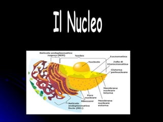 Il Nucleo 