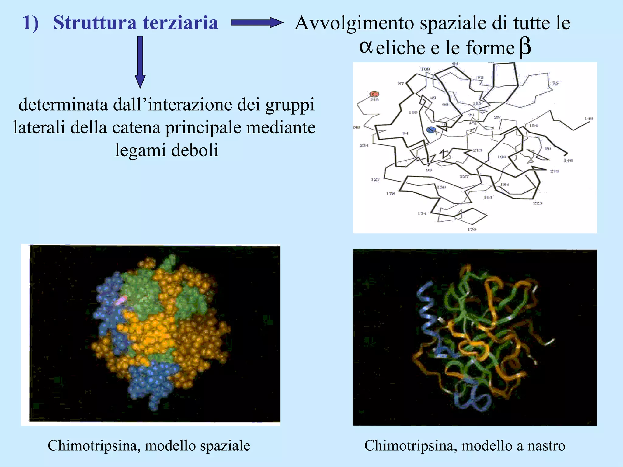 Struttura Proteine PPT struttura-proteine-ppt