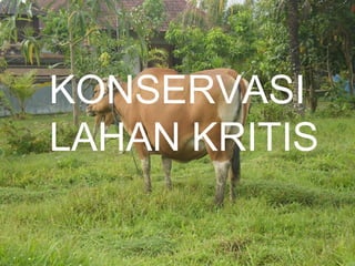 KONSERVASI
LAHAN KRITIS
 