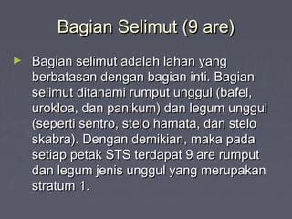 Bagian Selimut (9 are)Bagian Selimut (9 are)
► Bagian selimut adalah lahan yangBagian selimut adalah lahan yang
berbatasan dengan bagian inti. Bagianberbatasan dengan bagian inti. Bagian
selimut ditanami rumput unggul (bafel,selimut ditanami rumput unggul (bafel,
urokloa, dan panikum) dan legum unggulurokloa, dan panikum) dan legum unggul
(seperti sentro, stelo hamata, dan stelo(seperti sentro, stelo hamata, dan stelo
skabra). Dengan demikian, maka padaskabra). Dengan demikian, maka pada
setiap petak STS terdapat 9 are rumputsetiap petak STS terdapat 9 are rumput
dan legum jenis unggul yang merupakandan legum jenis unggul yang merupakan
stratum 1.stratum 1.
 