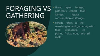 FORAGING VS
GATHERING
• Great apes forage, while
gatherers collect food from
various locations for
consumption or storage.
• Forage refers to the act of
searching for and gathering wild
food resources, especially
plants, fruits, nuts, and edible
roots.
 