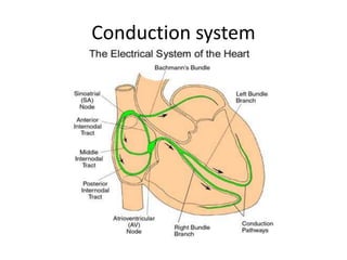 Conduction system
 