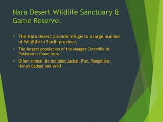 Nara Desert Wildlife Sanctuary &
Game Reserve.
 The Nara Desert provide refuge to a large number
of Wildlife in Sindh province.
 The largest population of the Mugger Crocodile in
Pakistan is found here.
 Other animal life includes Jackal, Fox, Pangollian,
Honey Badger and Wolf.
 