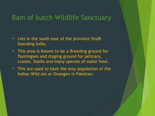 Ram of kutch Wildlife Sanctuary
 Lies in the south east of the province Sindh
boarding India.
 This area is Known to be a Breeding ground for
flamingoes and staging ground for pelicans,
cranes, Starks and many species of water fowl.
 This are used to have the only population of the
Indian Wild Ass or Onangen in Pakistan.
 