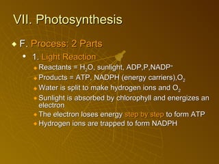 VII. Photosynthesis F.  Process: 2 Parts 1.  Light Reaction Reactants = H 2 O, sunlight, ADP,P,NADP +   Products = ATP, NADPH (energy carriers),O 2   Water is split to make hydrogen ions and O 2   Sunlight is absorbed by chlorophyll and energizes an electron The electron loses energy  step by step  to form ATP Hydrogen ions are trapped to form NADPH 