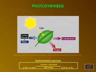 PHOTOSYNTHESIS PHOTOSYNTHETIC EQUATION 6 CO 2  + 6 H 2 O C 6 H 12 0 6  +6 O 2   Objective 6 & 7 ( http://www.phschool.com/science/biology_place/biocoach/photosynth/overview.html )  enzymes, chlorophyll light energy 
