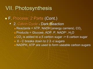 VII. Photosynthesis F.  Process: 2 Parts  (Cont.) 2.  Calvin Cycle  - Dark Reaction Reactants = ATP, NADH (energy carriers), CO 2 Products = Glucose, ADP, P, NADP + , H 2 O CO 2  is added to a 5 carbon sugar -> 6 carbon sugar 6 - C breaks down to 2 3 -c sugars NADPH, ATP are used to form useable carbon sugars 