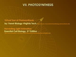 VII. PHOTOSYNTHESIS Virtual Tour of Photosynthesis by: Forest Biology Virginia Tech  ( http://www.fw.vt.edu/dendro/forestbiology/photosynthesis.swf )  Harvesting Light Animation Essential Cell Biology, 2 nd  Edition  ( http://www.sumanasinc.com/webcontent/anisamples/majorsbiology/harvestinglight.swf )  