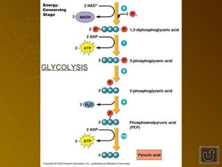GLYCOLYSIS 