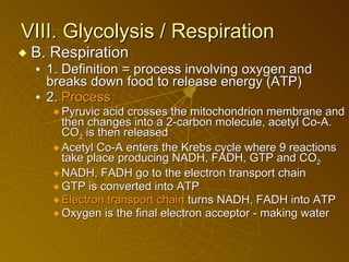 VIII. Glycolysis / Respiration B. Respiration 1. Definition = process involving oxygen and breaks down food to release energy (ATP) 2.  Process Pyruvic acid crosses the mitochondrion membrane and then changes into a 2-carbon molecule, acetyl Co-A. CO 2  is then released Acetyl Co-A enters the Krebs cycle where 9 reactions take place producing NADH, FADH, GTP and CO 2   NADH, FADH go to the electron transport chain GTP is converted into ATP Electron transport chain  turns NADH, FADH into ATP Oxygen is the final electron acceptor - making water 