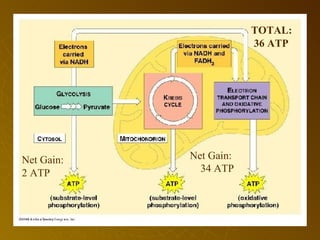 Net Gain: 2 ATP Net Gain:  34 ATP TOTAL: 36 ATP 