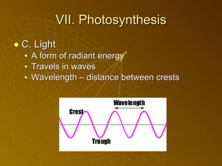 VII. Photosynthesis C. Light A form of radiant energy Travels in waves Wavelength – distance between crests 