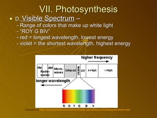 VII. Photosynthesis D.   Visible Spectrum  –    - Range of colors that make up white light   - “ROY G BIV”   - red = longest wavelength, lowest energy   - violet = the shortest wavelength, highest energy (Hyperlink to:  http://www.phschool.com/science/biology_place/biocoach/photosynth/electro.html )  