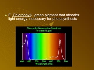 E.  Chlorophyll -   green pigment that absorbs light energy, necessary for photosynthesis 