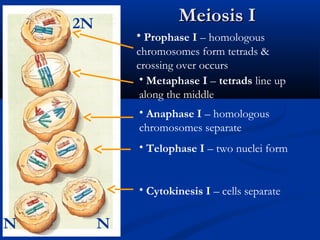 Meiosis IMeiosis I
• Prophase I – homologous
chromosomes form tetrads &
crossing over occurs
• Metaphase I – tetrads line up
along the middle
• Anaphase I – homologous
chromosomes separate
• Telophase I – two nuclei form
• Cytokinesis I – cells separate
2N
N N
 