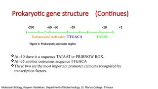 Stucture of Gene - Basic Structure DNA and RNA | PPTX