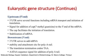 Stucture of Gene - Basic Structure DNA and RNA | PPTX
