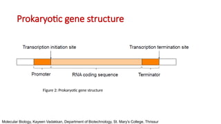 Stucture of Gene - Basic Structure DNA and RNA | PPTX