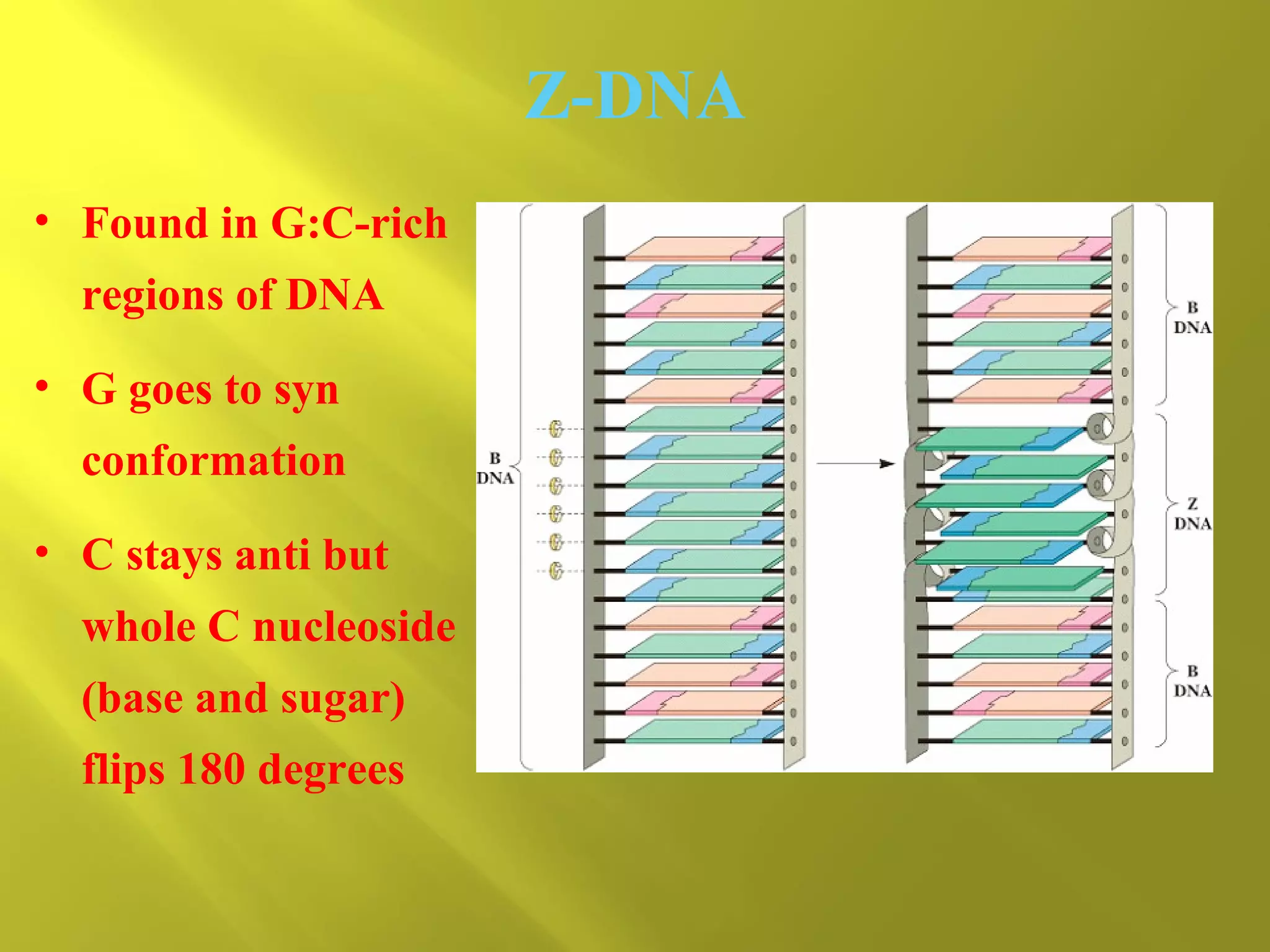 Z-DNA
• Found in G:C-rich
regions of DNA
• G goes to syn
conformation
• C stays anti but
whole C nucleoside
(base and sugar)
flips 180 degrees

 
