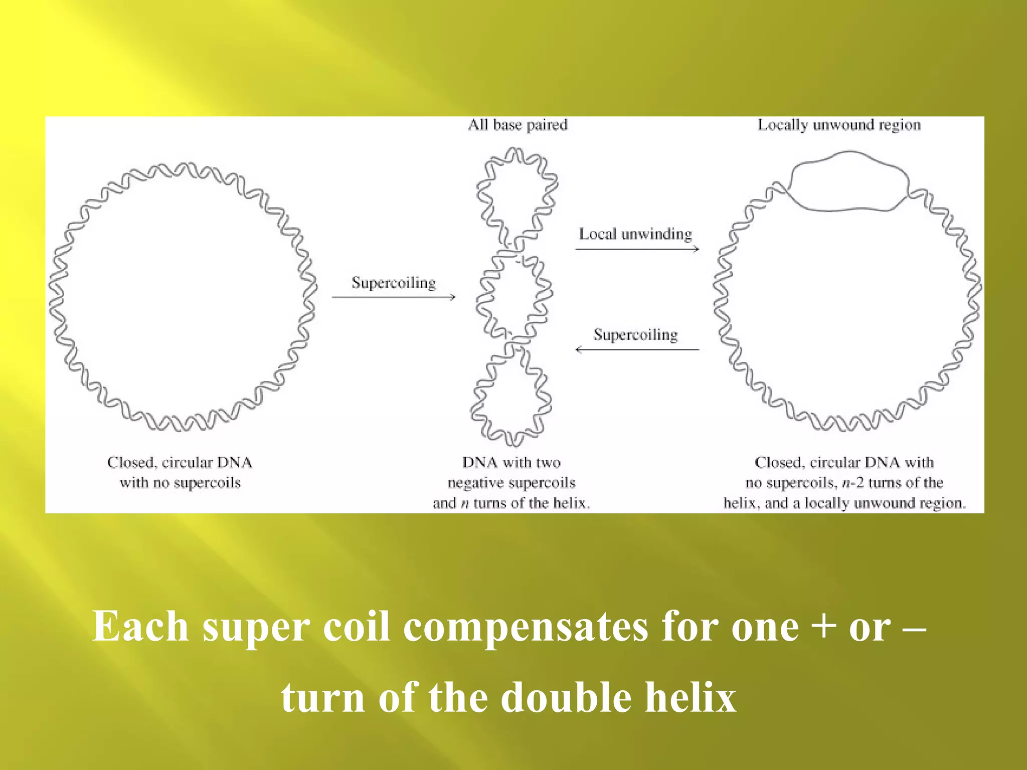 Each super coil compensates for one + or –
turn of the double helix

 