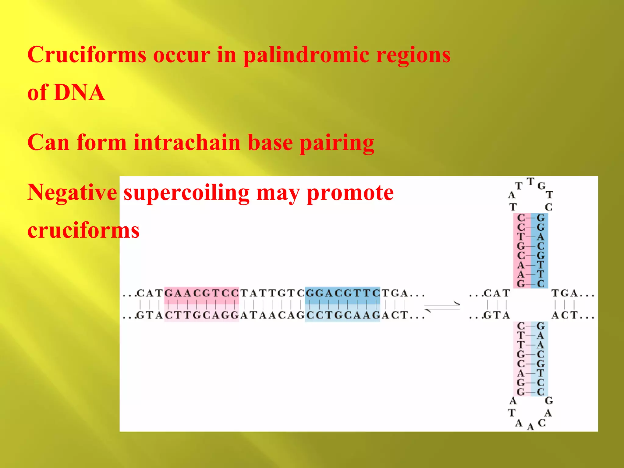 Cruciforms occur in palindromic regions
of DNA
Can form intrachain base pairing
Negative supercoiling may promote
cruciforms

 
