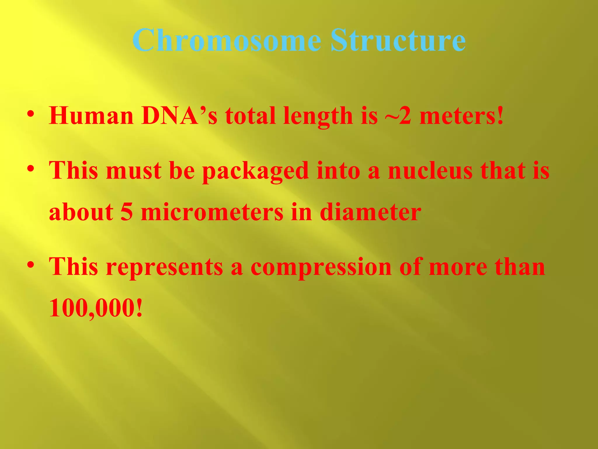 Chromosome Structure
• Human DNA’s total length is ~2 meters!
• This must be packaged into a nucleus that is
about 5 micrometers in diameter
• This represents a compression of more than
100,000!

 