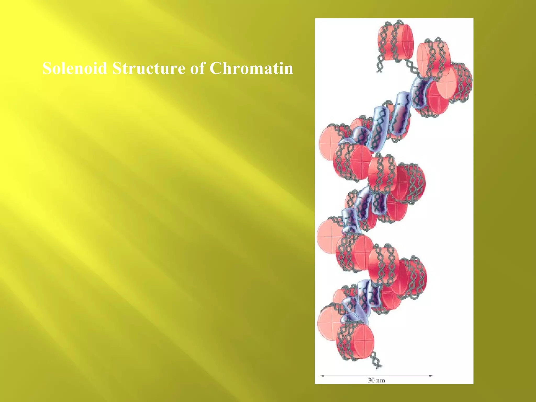 Solenoid Structure of Chromatin

 