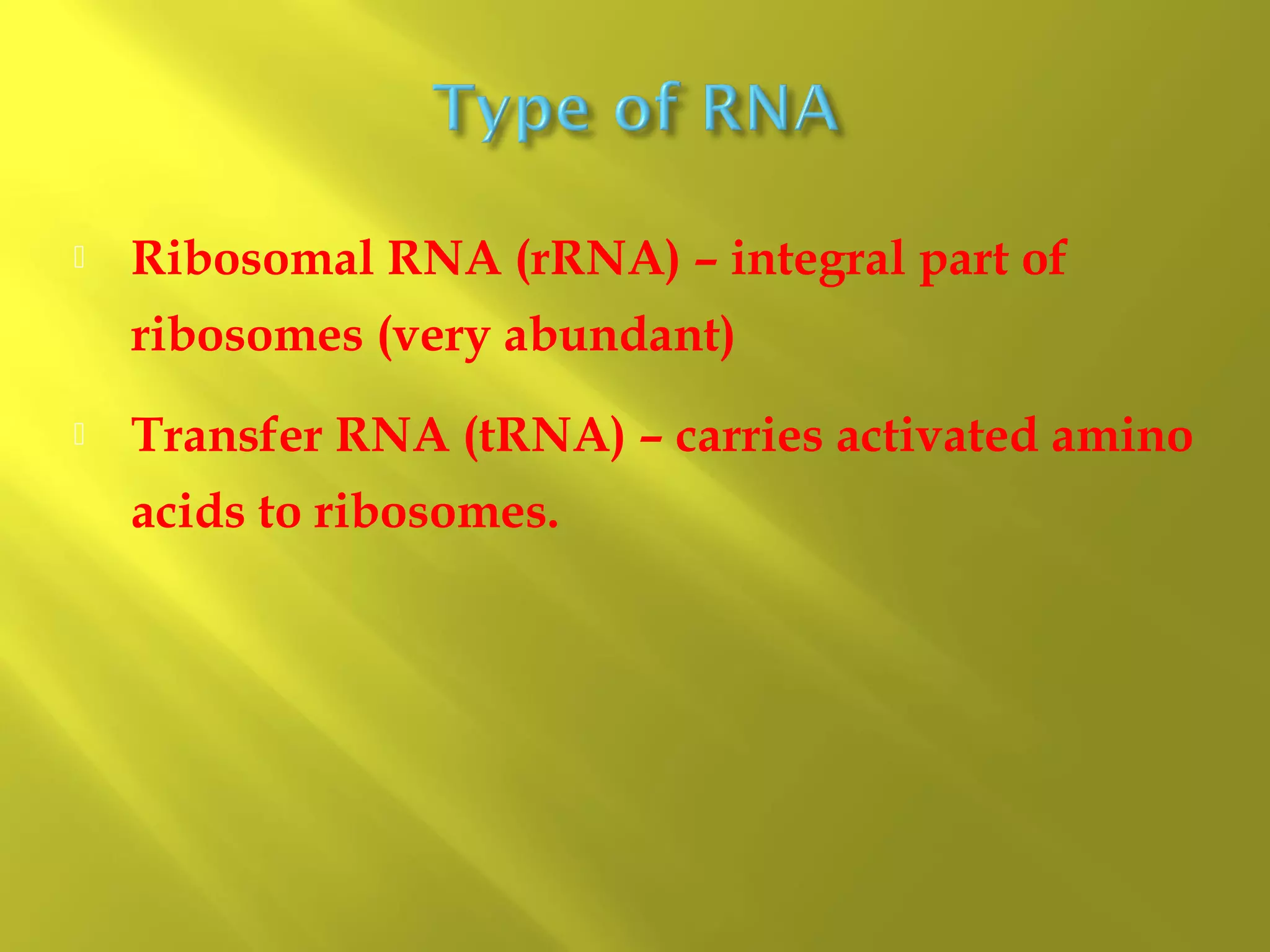 

Ribosomal RNA (rRNA) – integral part of
ribosomes (very abundant)



Transfer RNA (tRNA) – carries activated amino
acids to ribosomes.

 