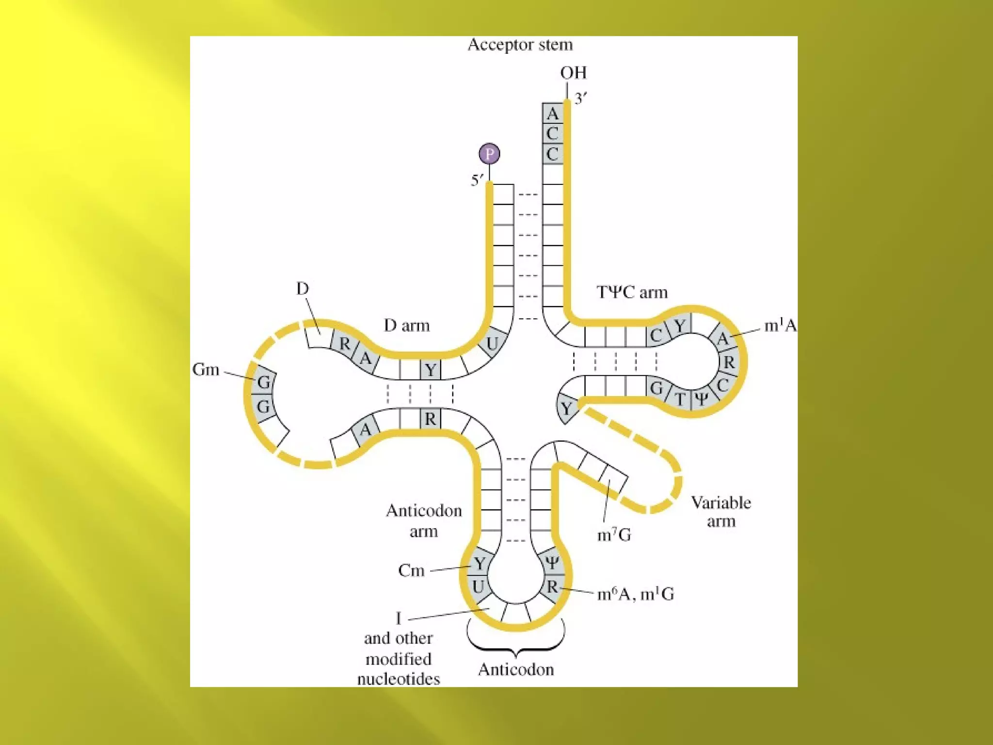Structure of nucleic acid