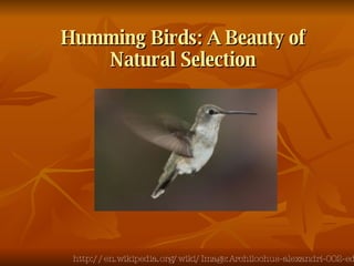 Humming Birds: A Beauty of Natural Selection http://en.wikipedia.org/wiki/Image:Archilochus-alexandri-002-edit.jpg 