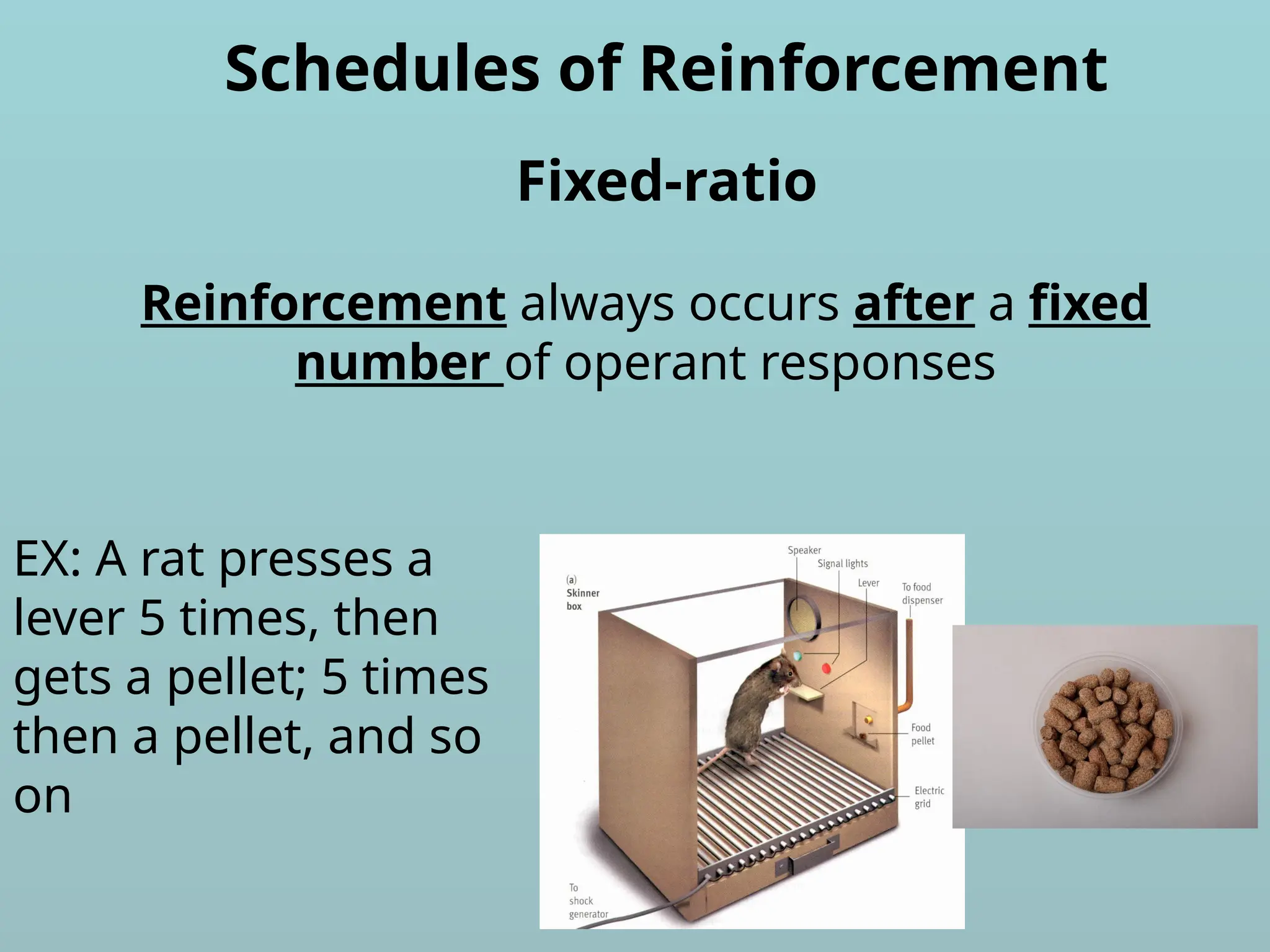 Schedules of Reinforcement
Reinforcement always occurs after a fixed
number of operant responses
Fixed-ratio
EX: A rat presses a
lever 5 times, then
gets a pellet; 5 times
then a pellet, and so
on
 