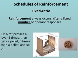 Schedules of Reinforcement
Reinforcement always occurs after a fixed
number of operant responses
Fixed-ratio
EX: A rat presses a
lever 5 times, then
gets a pellet; 5 times
then a pellet, and so
on
 