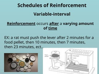 Schedules of Reinforcement
Reinforcement occurs after a varying amount
of time
Variable-interval
EX: a rat must push the lever after 2 minutes for a
food pellet, then 10 minutes, then 7 minutes,
then 23 minutes, ect…
 