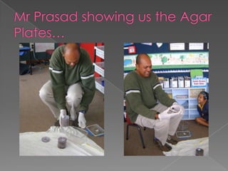 Mr Prasad showing us the Agar Plates…