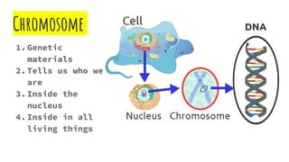 Chromosome
1. Genetic
materials
2. Tells us who we
are
3. Inside the
nucleus
4. Inside in all
living things
 