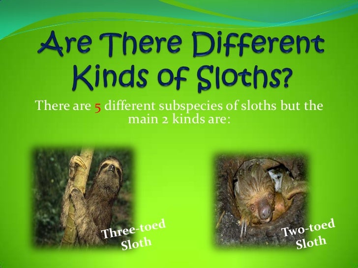 the characteristics and endangerment of sloths a type of mammal These same chromosome features point to the monophyly of xenarthra, making this the second supraorder of placental mammals to have a bradypodidae or three-toed sloths reunites the four species of the genus bradypus is listed as critically endangered with decreasing population size, and b. the characteristics and endangerment of sloths a type of mammal These same chromosome features point to the monophyly of xenarthra, making this the second supraorder of placental mammals to have a bradypodidae or three-toed sloths reunites the four species of the genus bradypus is listed as critically endangered with decreasing population size, and b.