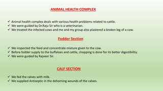 ANIMAL HEALTH COMPLEX
 Animal health complex deals with various health problems related to cattle.
 We were guided by Dr.Raju Sir who is a veterinarian.
 We treated the infected cows and me and my group also plastered a broken leg of a cow.
Fodder Section
 We inspected the feed and concentrate mixture given to the cow.
 Before fodder supply to the buffaloes and cattle, chopping is done for its better digestibility.
 We were guided by Rajveer Sir.
CALF SECTION
 We fed the calves with milk.
 We supplied Antiseptic in the dehorning wounds of the calves.
 