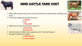 NDRI CATTLE YARD VISIT
 NDRI Cattle yard has more than a thousand animals including Cattles, Buffaloes and
Goats.
 It has three indigenous breeds of cow viz.
a. Sahiwal
b. Gir
c. Tharparkar
 NDRI also has two cross breeds of cattle viz.
 a. Karan Fries
b. Karan Swiss
 Murrah breed of buffalo. Also regarded as the “Proud of Haryana”.
 Two goat breeds(cross breeds)
a. Alpine Beetal
b. Saanen Beetal
 