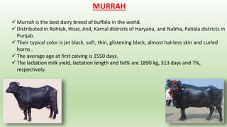 MURRAH
 Murrah is the best dairy breed of buffalo in the world.
 Distributed in Rohtak, Hisar, Jind, Karnal districts of Haryana, and Nabha, Patiala districts in
Punjab.
 Their typical color is jet black, soft, thin, glistening black, almost hairless skin and curled
horns .
 The average age at first calving is 1550 days.
 The lactation milk yield, lactation length and fat% are 1890 kg, 313 days and 7%,
respectively.
 