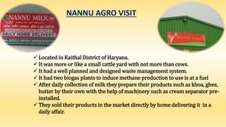 NANNU AGRO VISIT
 Located in Kaithal District of Haryana.
 It was more or like a small cattle yard with not more than cows.
 It had a well planned and designed waste management system.
 It had two biogas plants to induce methane production to use is at a fuel
 After daily collection of milk they prepare their products such as khoa, ghee,
butter by their own with the help of machinery such as cream separator pre-
installed.
 They sold their products in the market directly by home delivering it in a
daily affair.
 