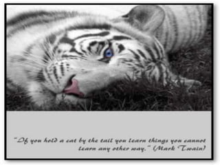 “If you hold a cat by the tail you learn things you cannot learn any other way.”