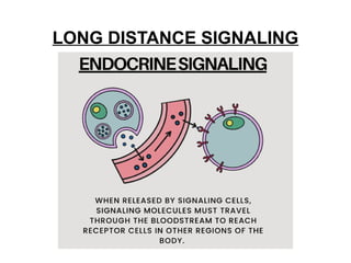 Comprehensive Guide to Cell Communication and Signal Transduction ...