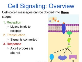Comprehensive Guide to Cell Communication and Signal Transduction ...