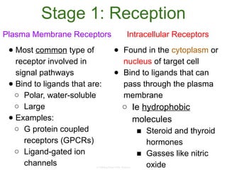 Comprehensive Guide to Cell Communication and Signal Transduction ...