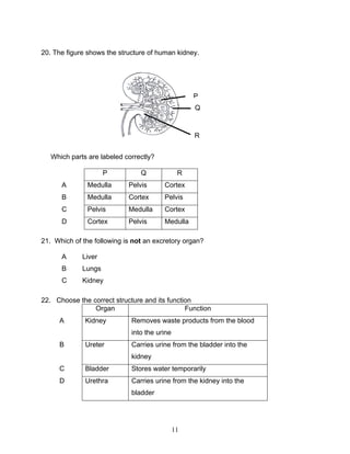 20. The figure shows the structure of human kidney.




                                                   P
                                                   Q



                                                   R


   Which parts are labeled correctly?

                     P          Q              R
      A        Medulla      Pelvis      Cortex
      B        Medulla      Cortex      Pelvis
      C        Pelvis       Medulla     Cortex
      D        Cortex       Pelvis      Medulla

21. Which of the following is not an excretory organ?

      A      Liver
      B      Lungs
      C      Kidney

22. Choose the correct structure and its function
                Organ                          Function
     A        Kidney         Removes waste products from the blood
                             into the urine
     B        Ureter         Carries urine from the bladder into the
                             kidney
     C        Bladder        Stores water temporarily
     D        Urethra        Carries urine from the kidney into the
                             bladder




                                              11
 