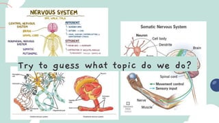 Structure and function of nervous system.pptx