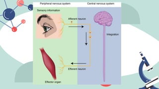 Structure and function of nervous system.pptx