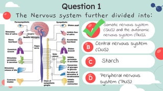 Structure and function of nervous system.pptx
