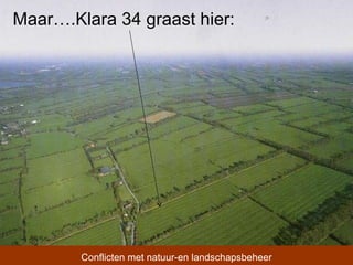 Maar….Klara 34 graast hier: Conflicten met natuur-en landschapsbeheer 