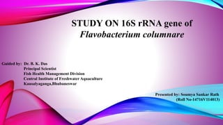STUDY ON 16S rRNA gene of
Flavobacterium columnare
Guided by: Dr. B. K. Das
Principal Scientist
Fish Health Management Division
Central Institute of Freshwater Aquaculture
Kausalyaganga,Bhubaneswar
Presented by: Soumya Sankar Rath
(Roll No-14716V114013)
 